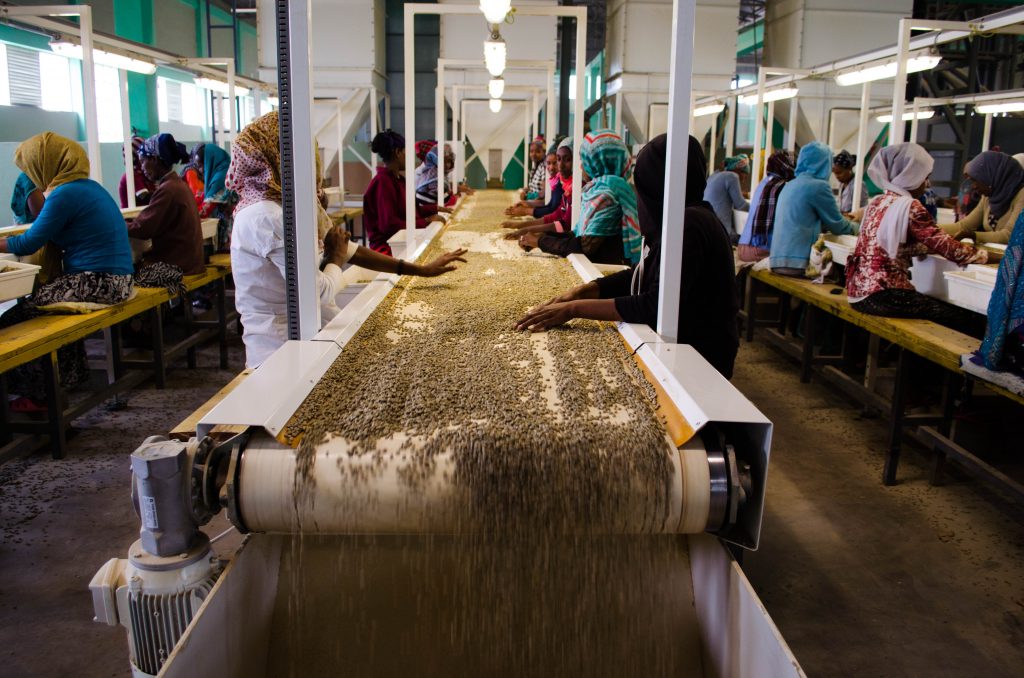 Contribuire allo sviluppo del settore del caffè in Etiopia
